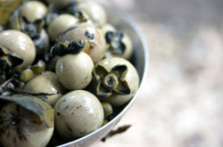 soaked ebony fruit